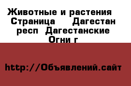  Животные и растения - Страница 4 . Дагестан респ.,Дагестанские Огни г.